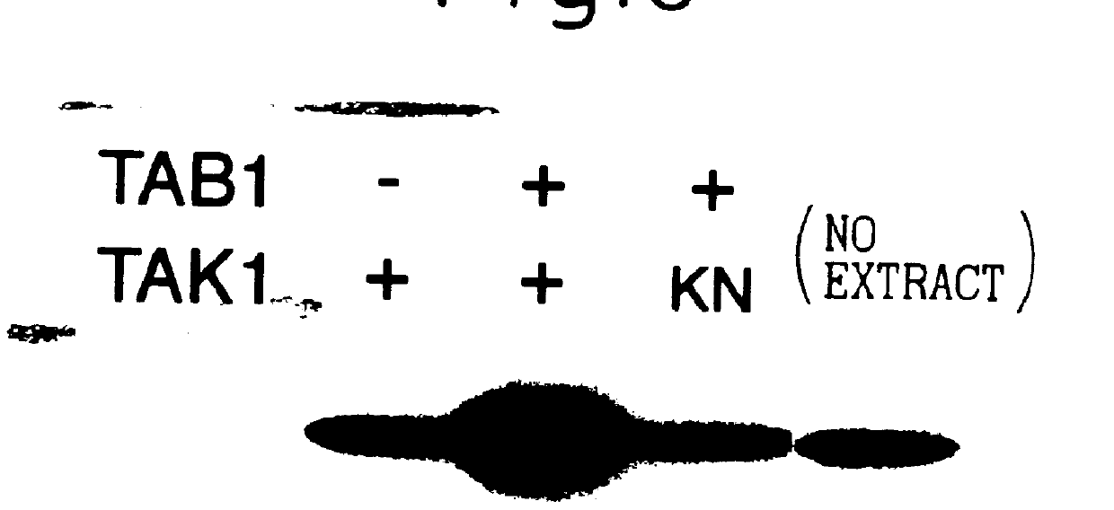 TAB1 protein and DNA coding therefore