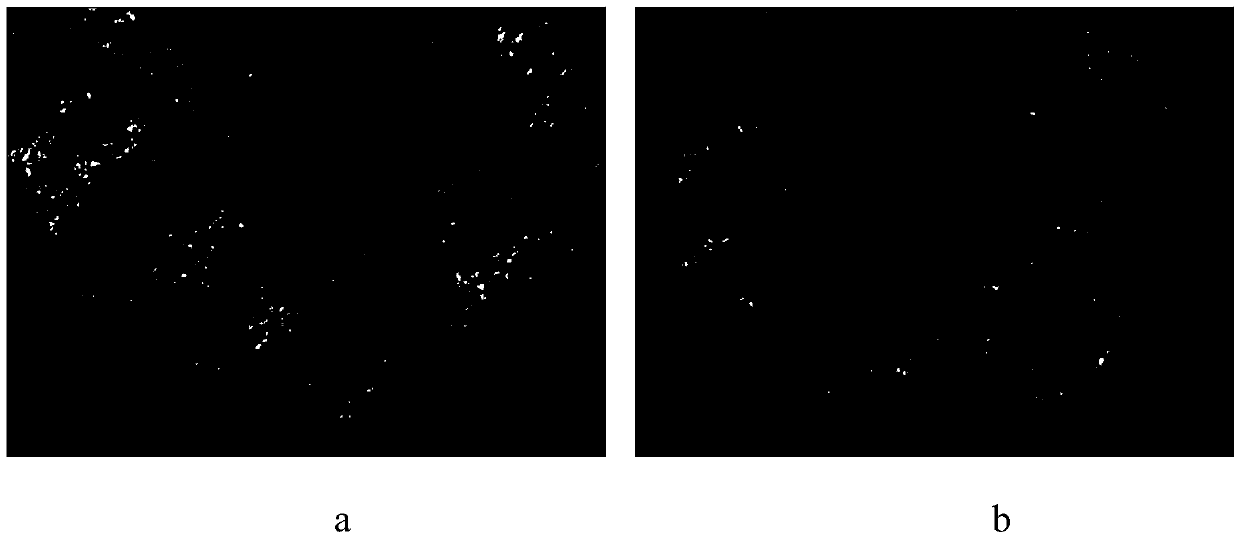 Enteromorpha boiled alga clay mask and preparation method thereof