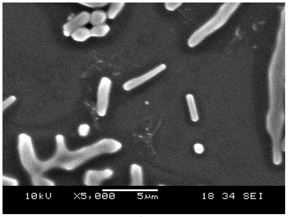 Bacillus subtilis DCU and use thereof