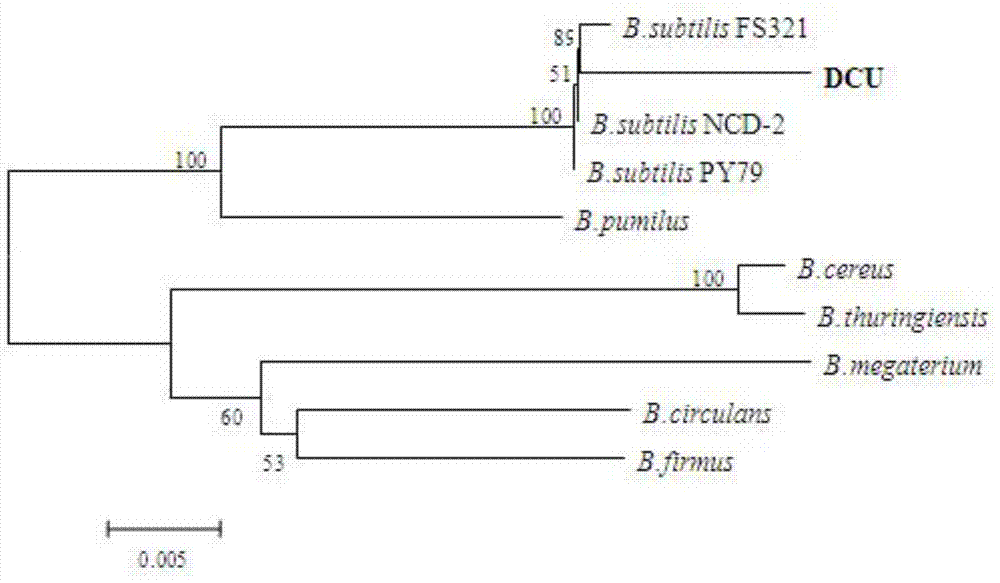 Bacillus subtilis DCU and use thereof