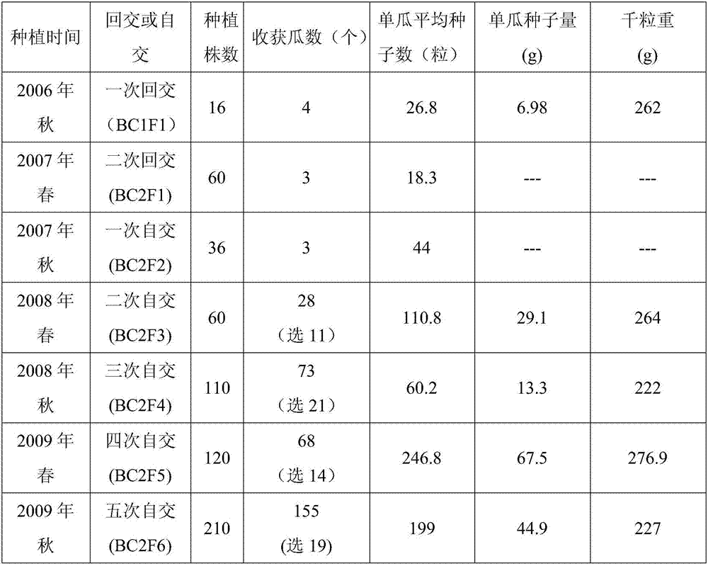 Creation method of pumpkin interspecific crossing recombinant inbred line