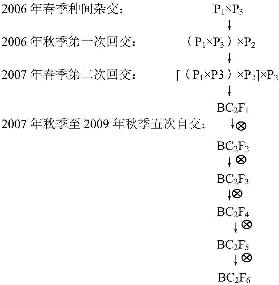 Creation method of pumpkin interspecific crossing recombinant inbred line