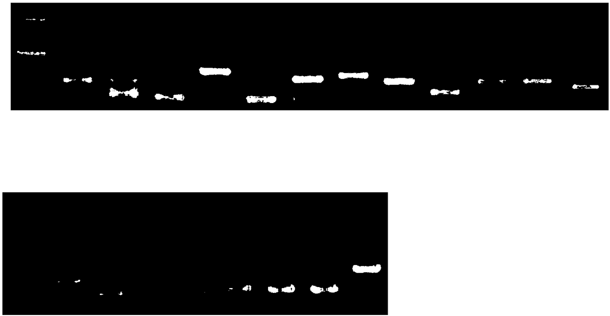 Solid-phase PCR (Polymerase Chain Reaction) kit for gene detection of precision drug utilization of cardiovascular and cerebrovascular diseases