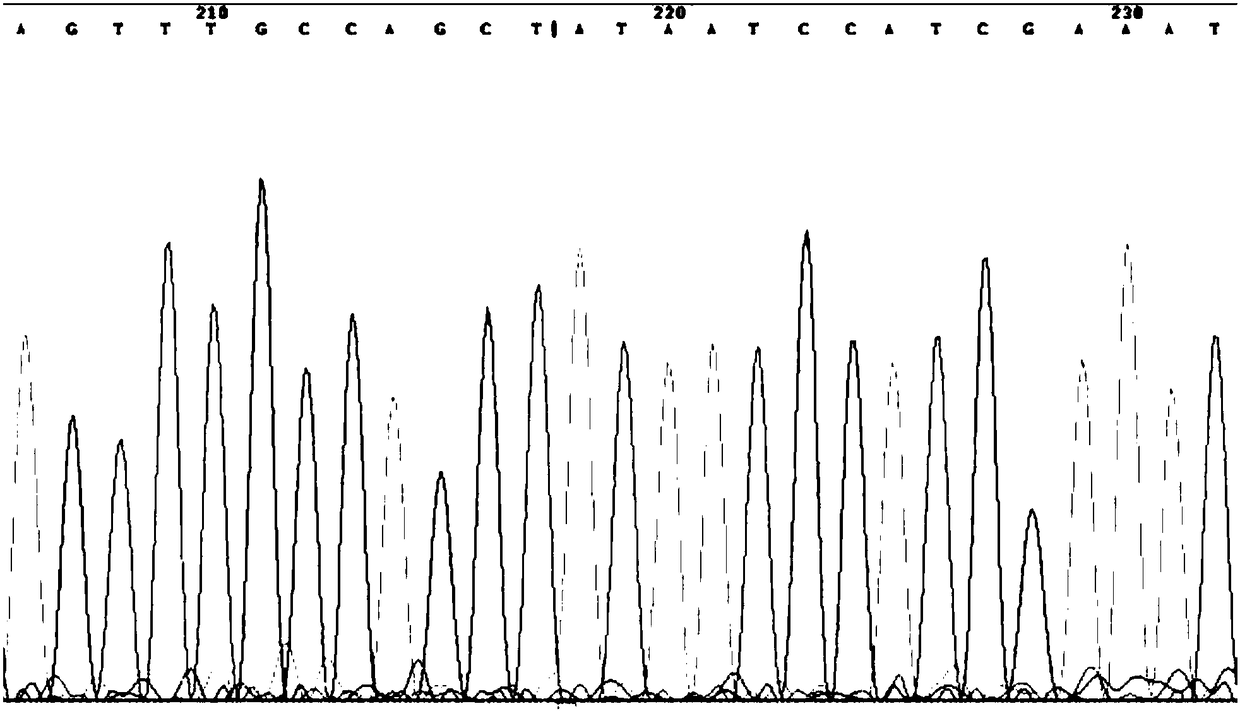 Solid-phase PCR (Polymerase Chain Reaction) kit for gene detection of precision drug utilization of cardiovascular and cerebrovascular diseases