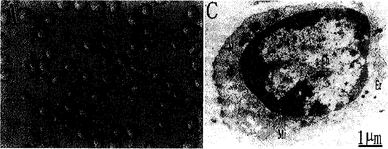 Method of activating lvier stem cell