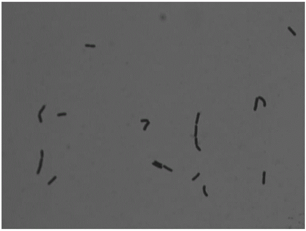 Lactobacillus plantarum with function of reducing contents of biogenic amines in foods and application of lactobacillus plantarum