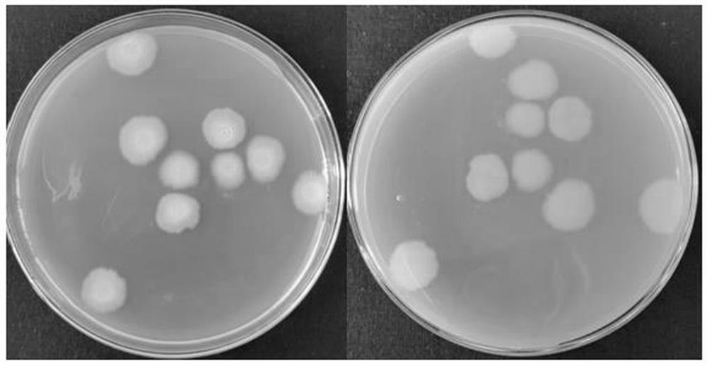 Bacillus subtilis subsp. Deserticola strain and application thereof