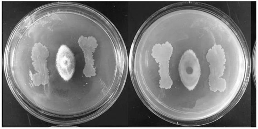 Bacillus subtilis subsp. Deserticola strain and application thereof