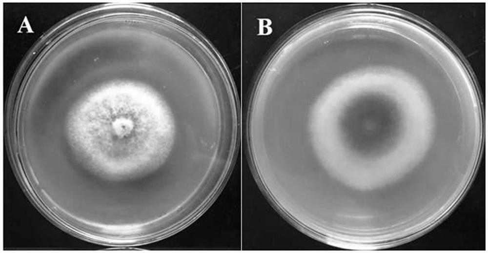 Bacillus subtilis subsp. Deserticola strain and application thereof