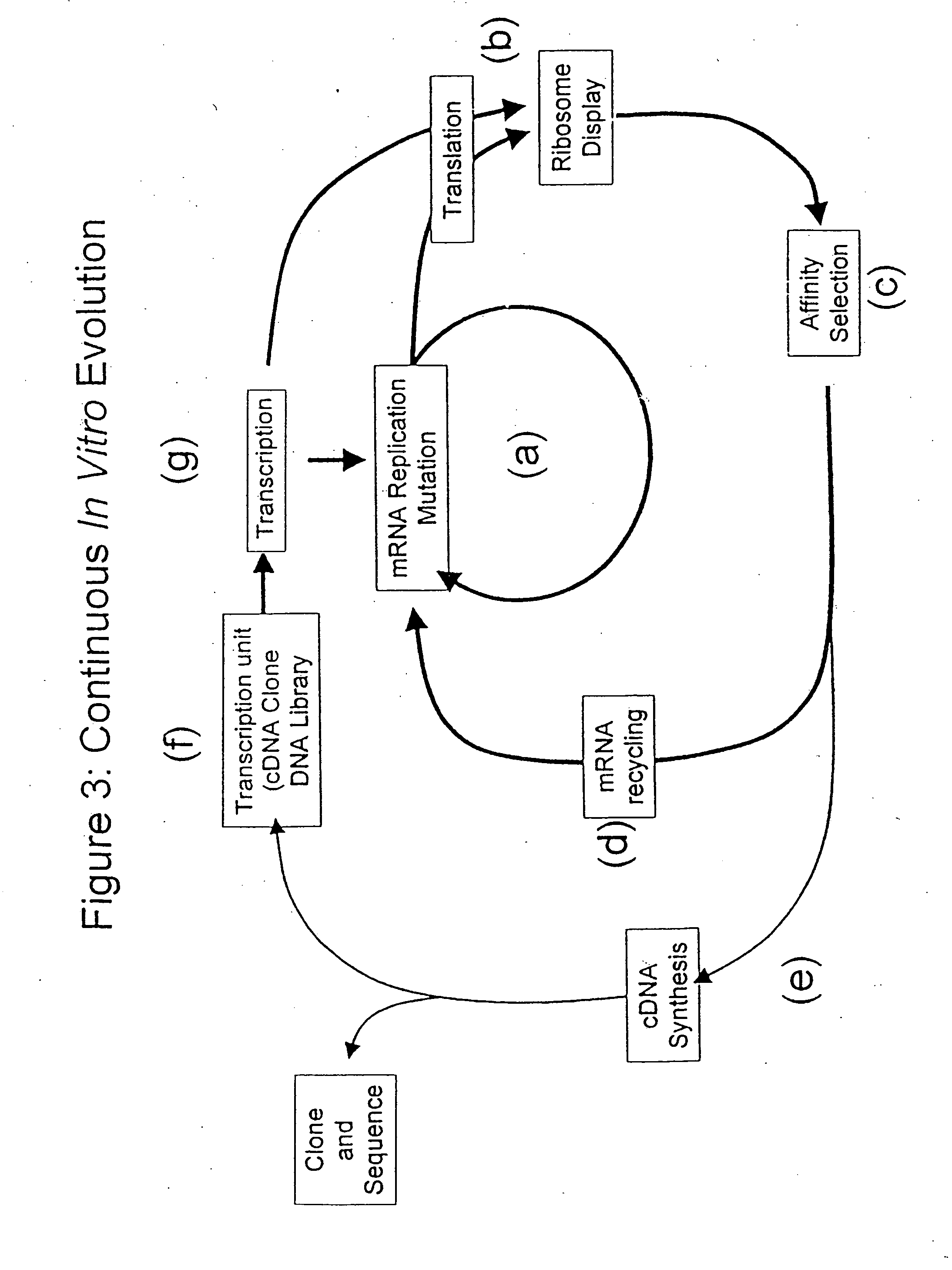 Continuous in-vitro evolution