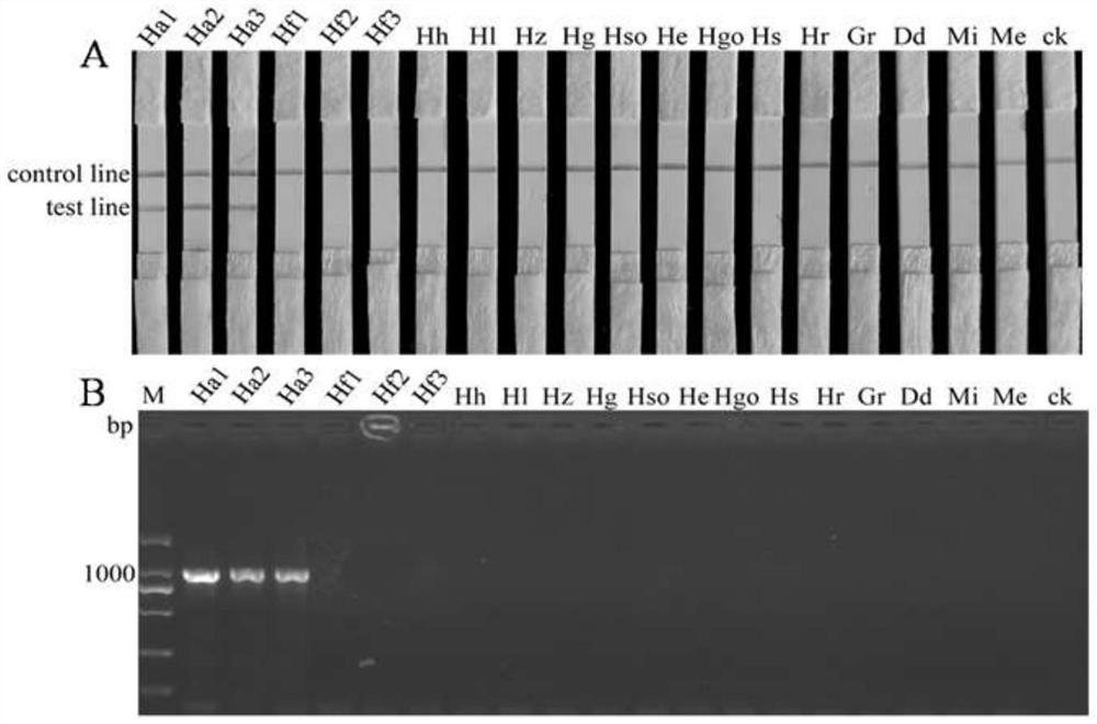 RPA (recombinase polymerase amplification) primer, probe and kit for detecting heterodera avenae and application