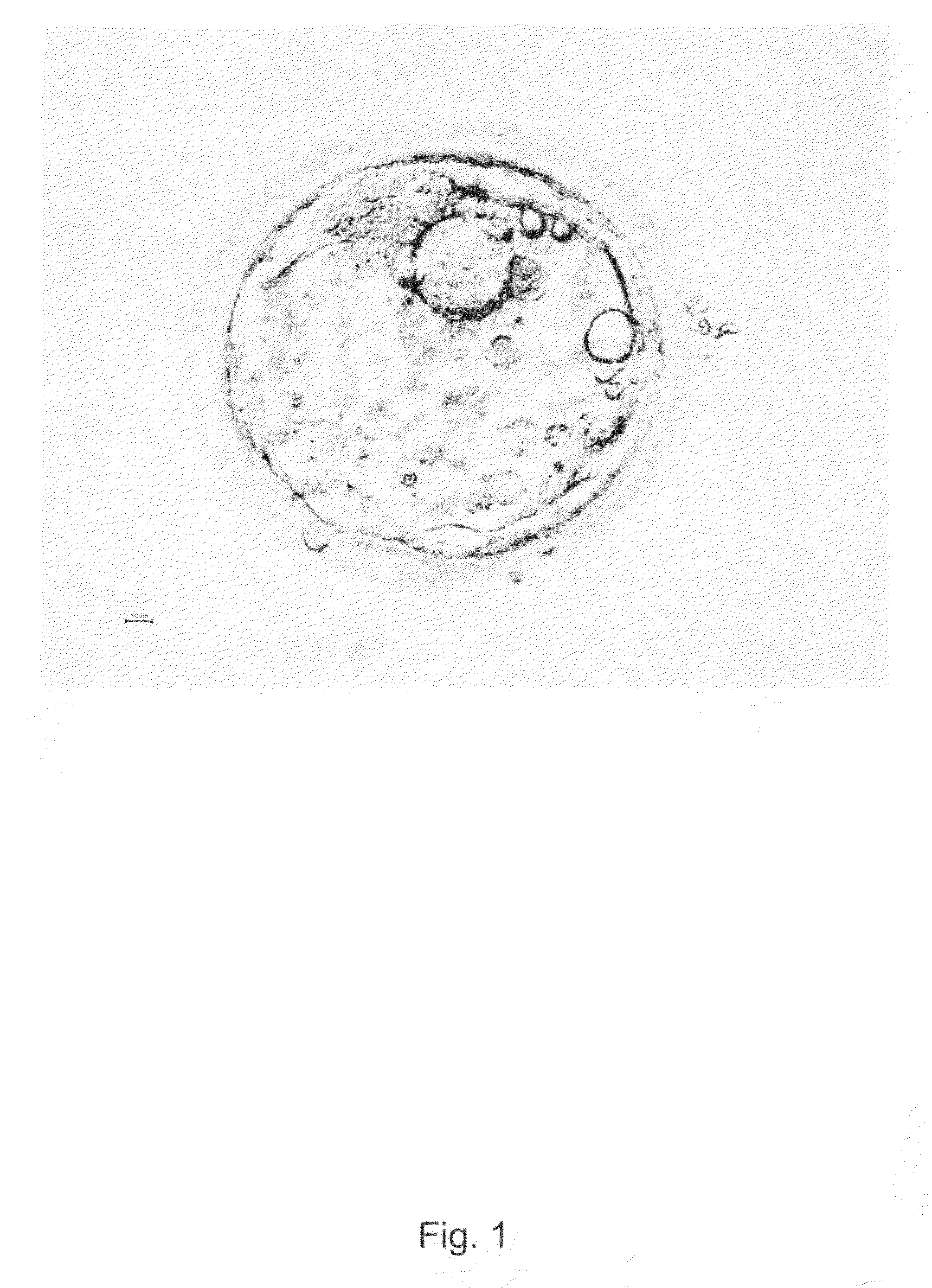 Method for Obtaining Xeno-Free Hbs Cell line