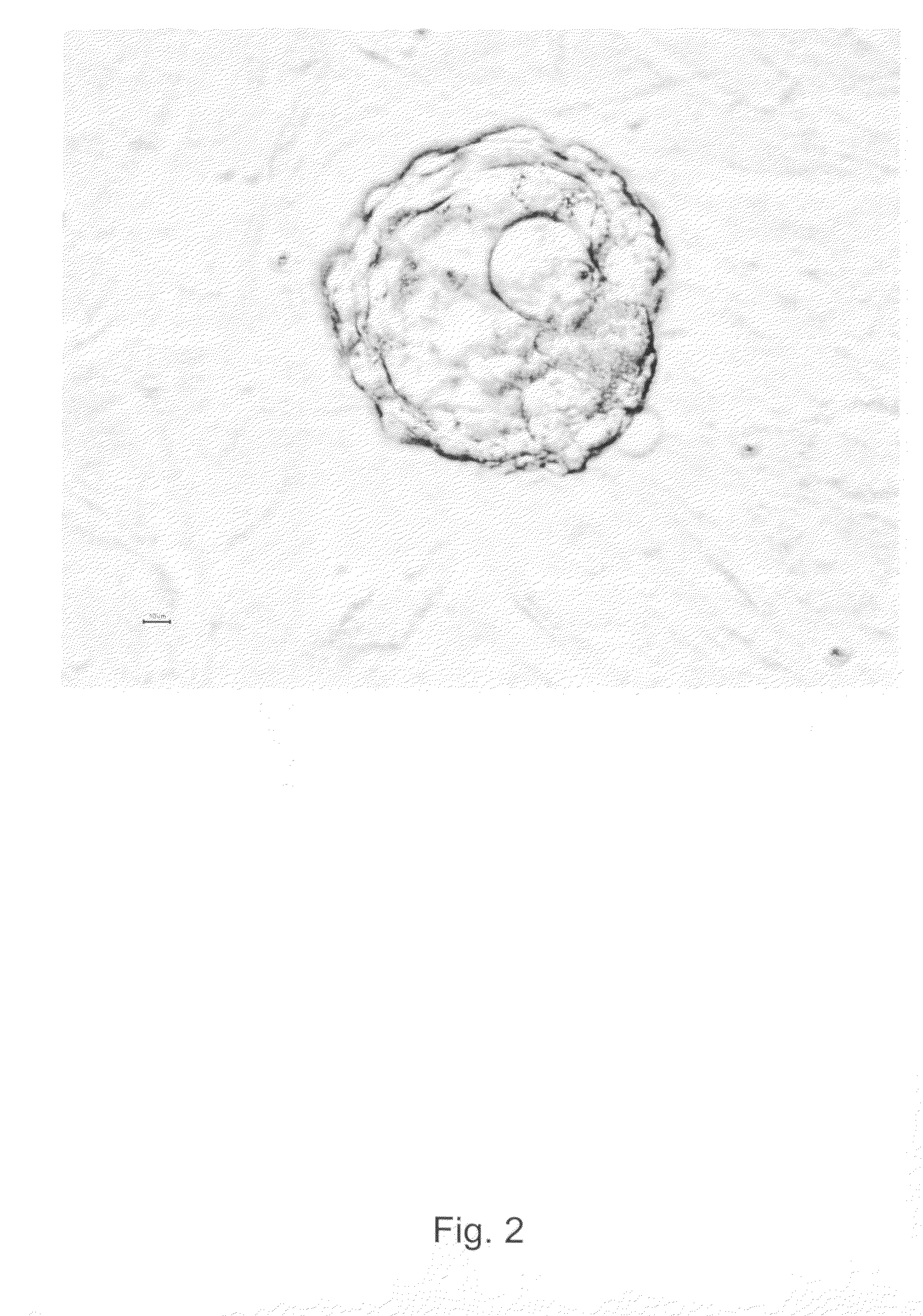 Method for Obtaining Xeno-Free Hbs Cell line