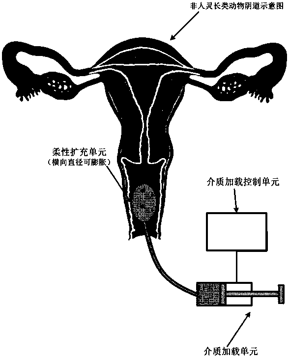 Building of non-human primate dysmenorrheal model and dysmenorrheal pain measuring method