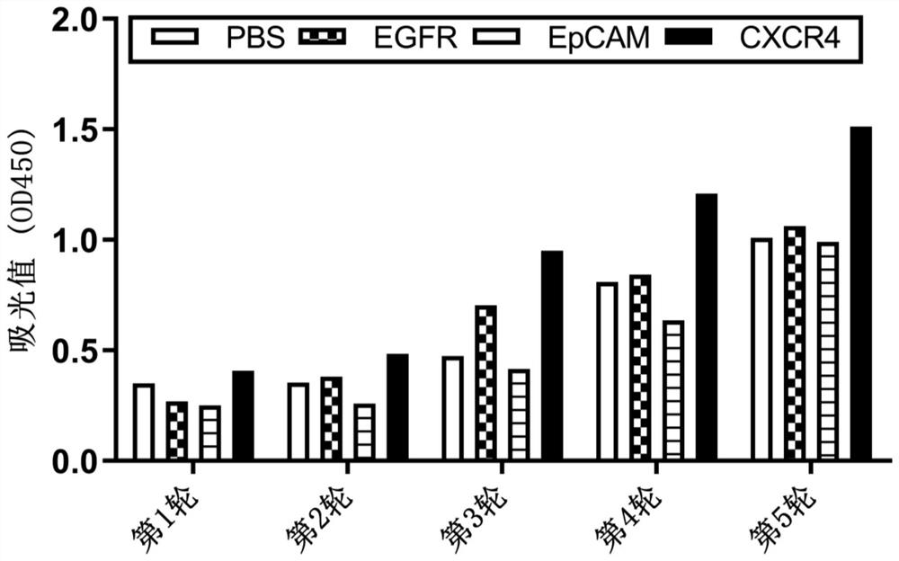 Affinity maturation binding protein bound with CXCR4 and application