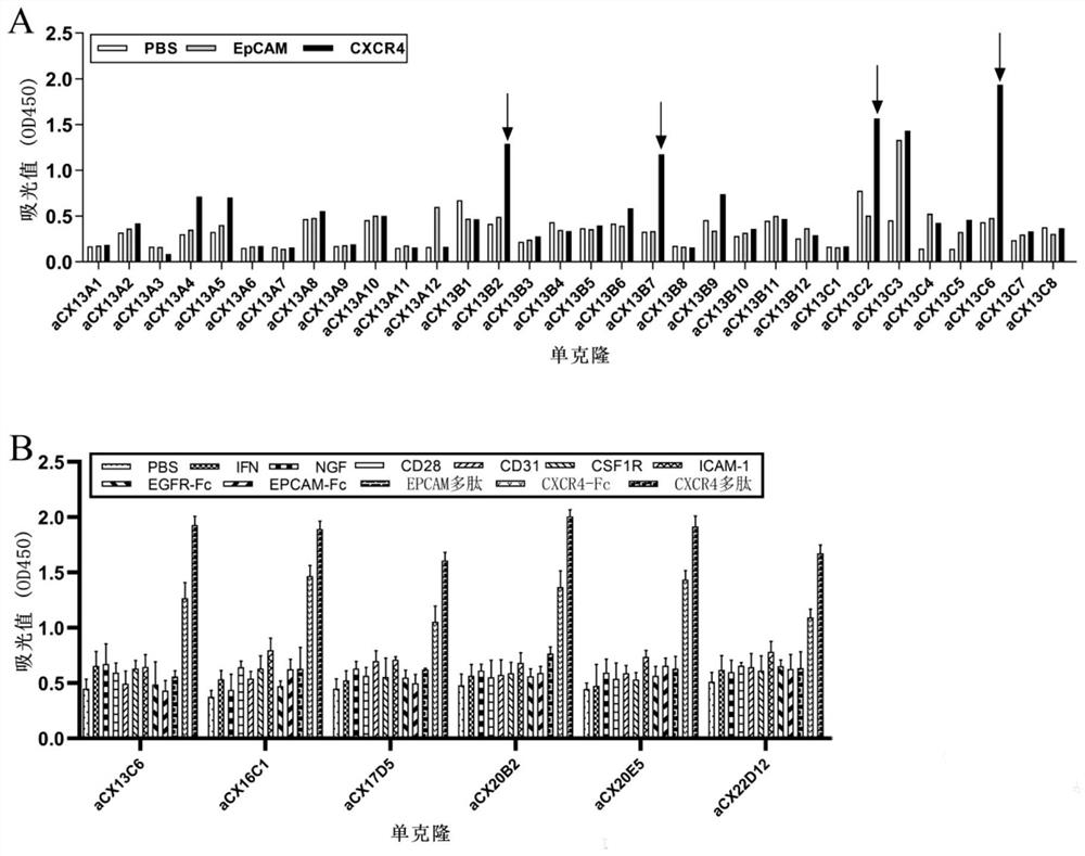 Affinity maturation binding protein bound with CXCR4 and application