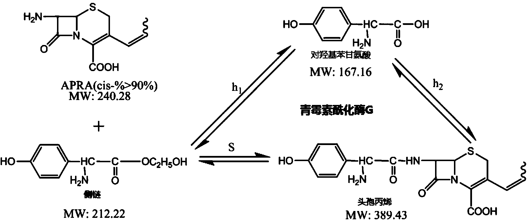 Penicillin G acylase mutant, and coding gene and application thereof