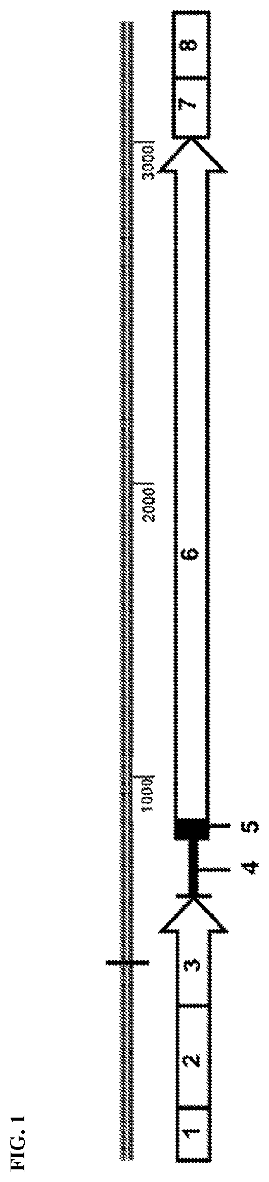 Gene therapy for treating propionic acidemia