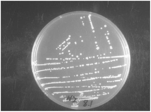 Bacillus subtilis N2 with ammonia nitrogen degradation function and application thereof