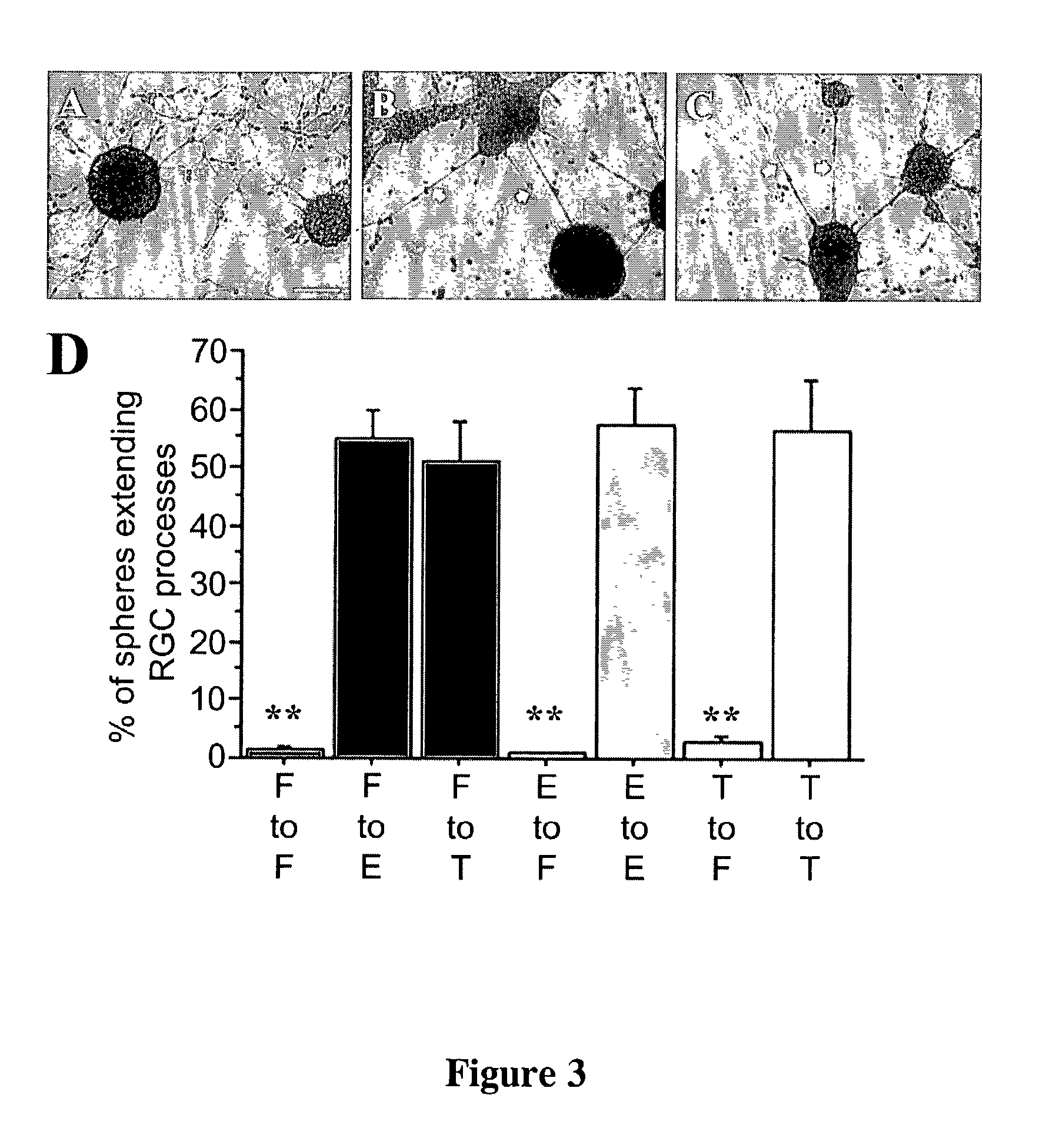 Production of radial glial cells