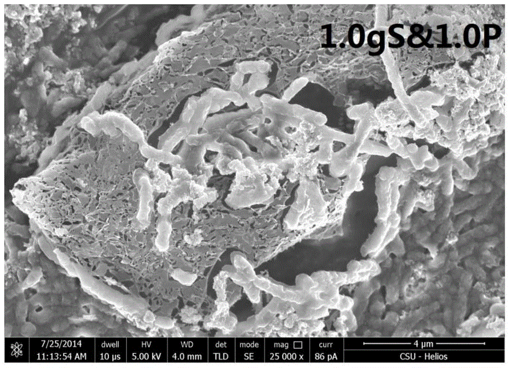 A chromium reduction method based on iron-containing sulfide ore under the action of acidophilic bacteria