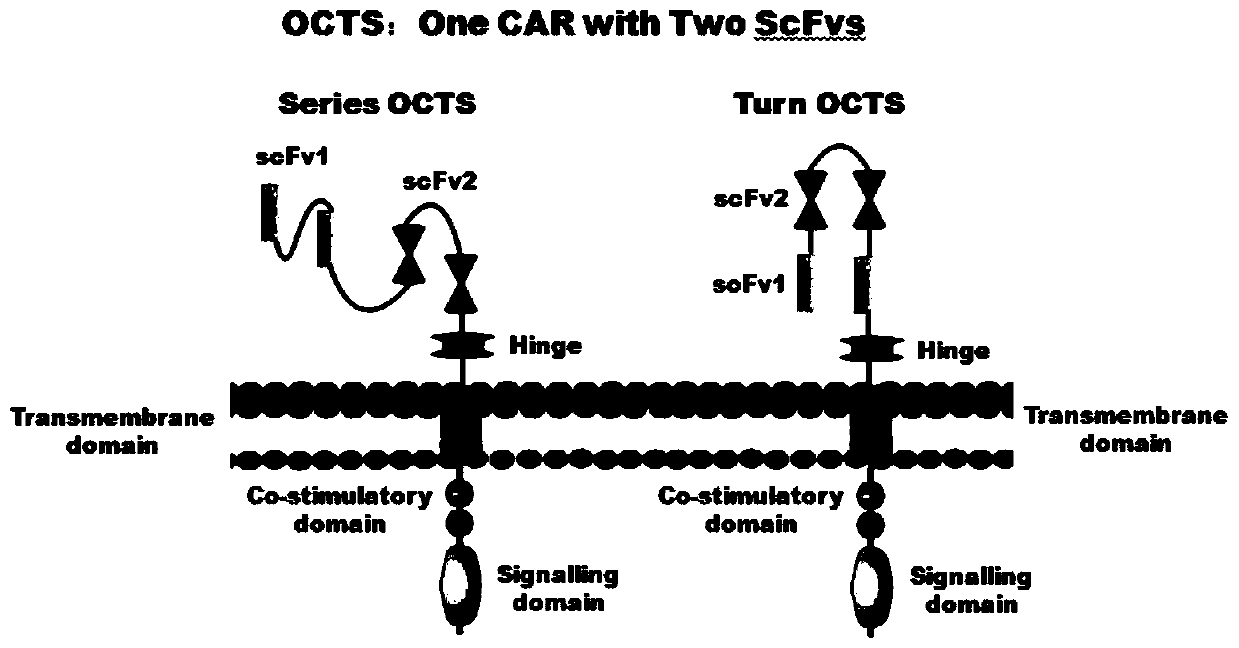 A car-t therapy vector for pancreatic cancer and malignant mesothelioma based on octs technology and its construction method and application