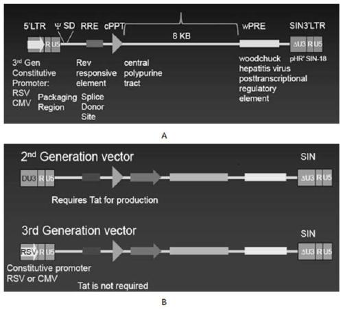 A car-t therapy vector for pancreatic cancer and malignant mesothelioma based on octs technology and its construction method and application