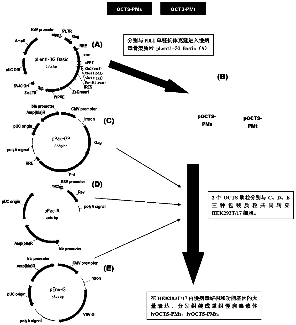 A car-t therapy vector for pancreatic cancer and malignant mesothelioma based on octs technology and its construction method and application