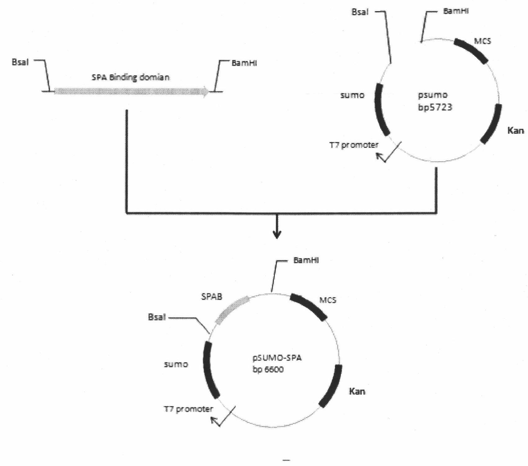 Gene of recombinant staphylococal protein A, expression vector containing gene and application thereof