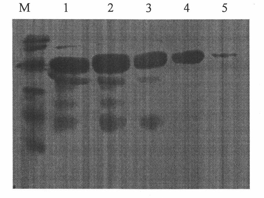 Gene of recombinant staphylococal protein A, expression vector containing gene and application thereof