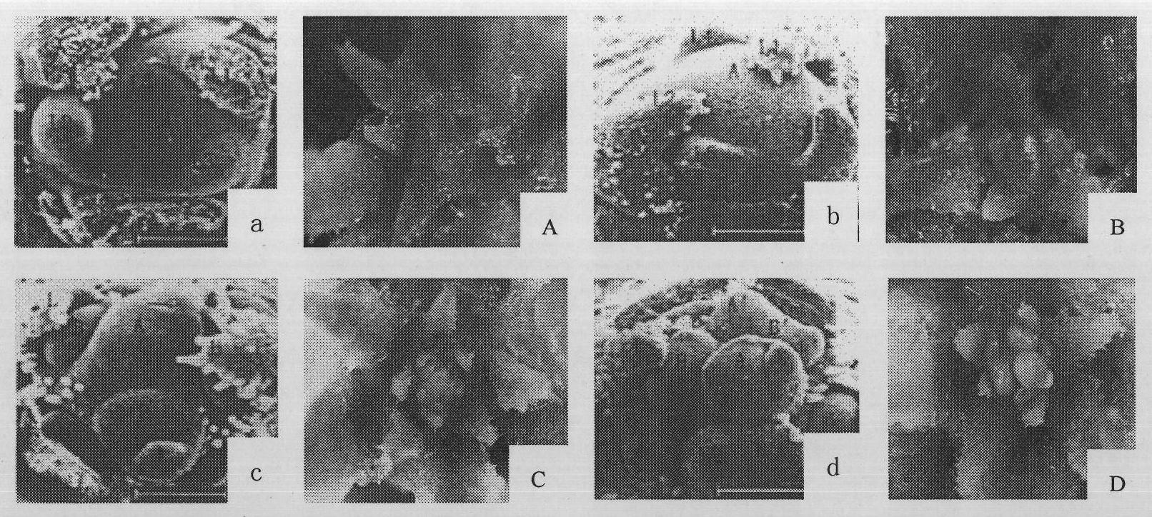 Method for conveniently and fast observing stem tip flower bud differentiation of tobacco plant