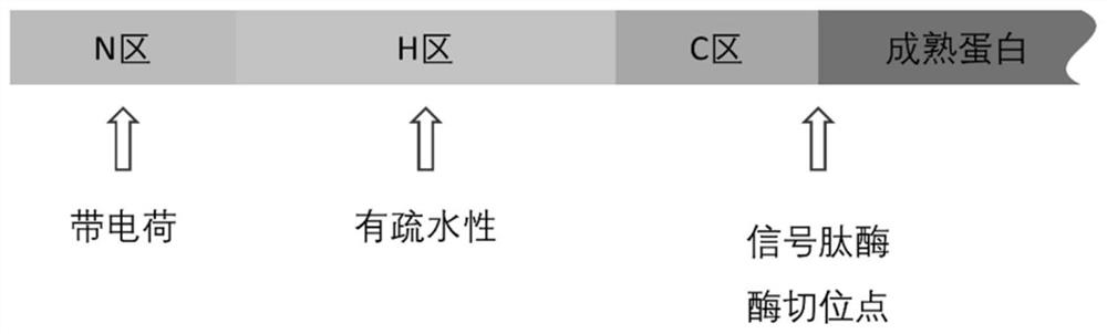 A signal peptide mutant for increasing the secretion of heterologous protein, its construction method and application