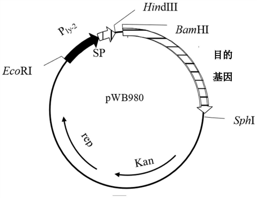 A signal peptide mutant for increasing the secretion of heterologous protein, its construction method and application