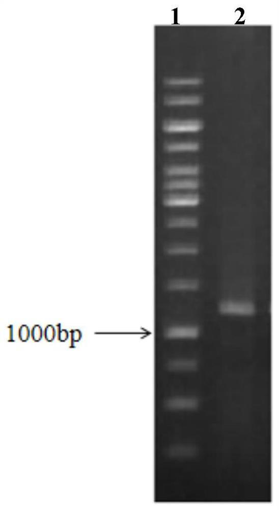 A signal peptide mutant for increasing the secretion of heterologous protein, its construction method and application