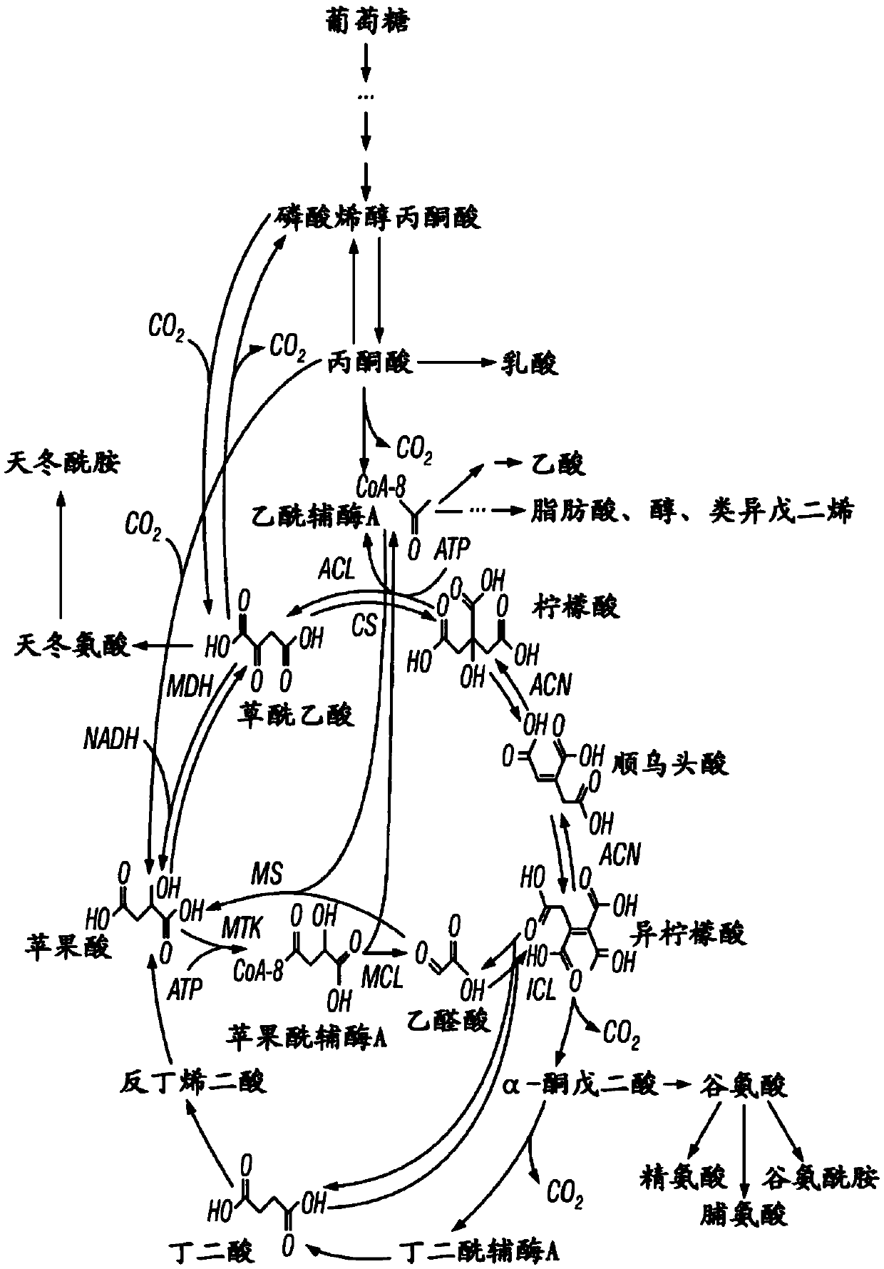 Recombinant plants and microorganisms having a reverse glyoxylate shunt