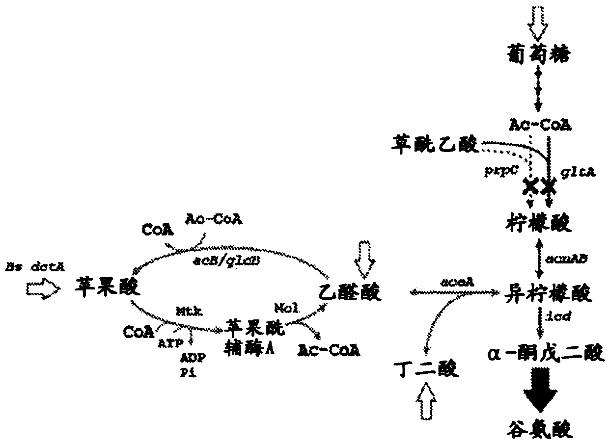 Recombinant plants and microorganisms having a reverse glyoxylate shunt