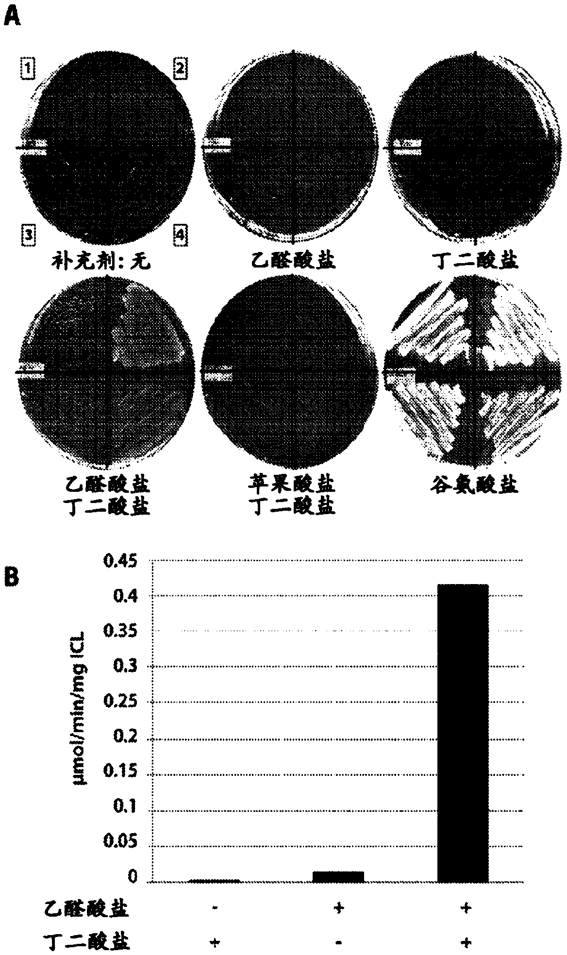 Recombinant plants and microorganisms having a reverse glyoxylate shunt