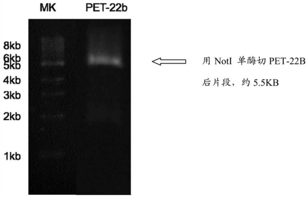 MG53 mutant as well as preparation method and application thereof