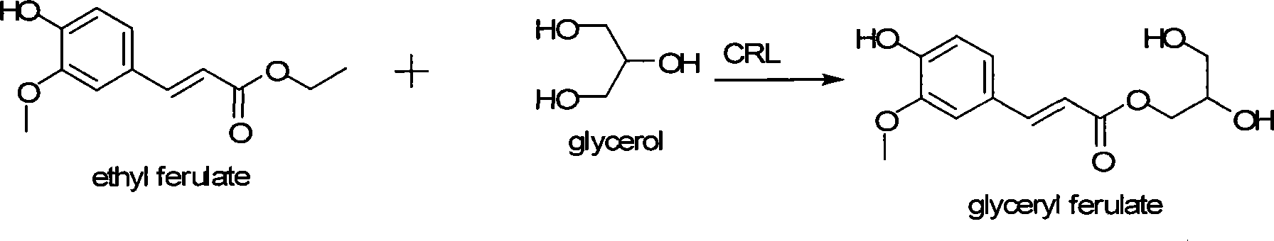 Solvent-free system biological catalysis fast synthesis method for feruloylated glycerol