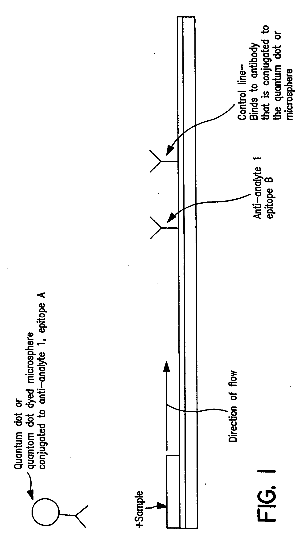 Immunochromatographic methods for detecting an analyte in a sample which employ semiconductor nanocrystals as detectable labels