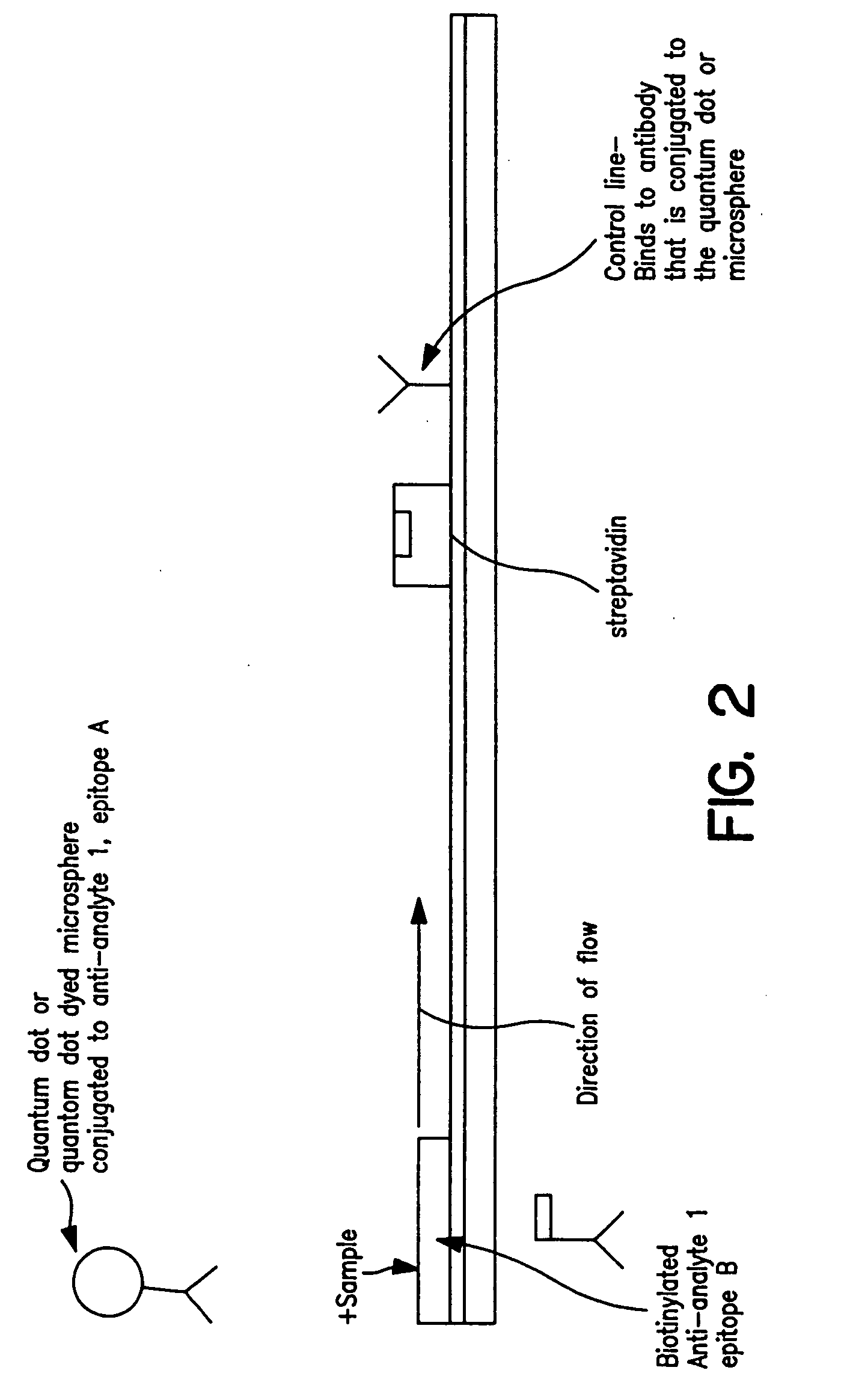 Immunochromatographic methods for detecting an analyte in a sample which employ semiconductor nanocrystals as detectable labels