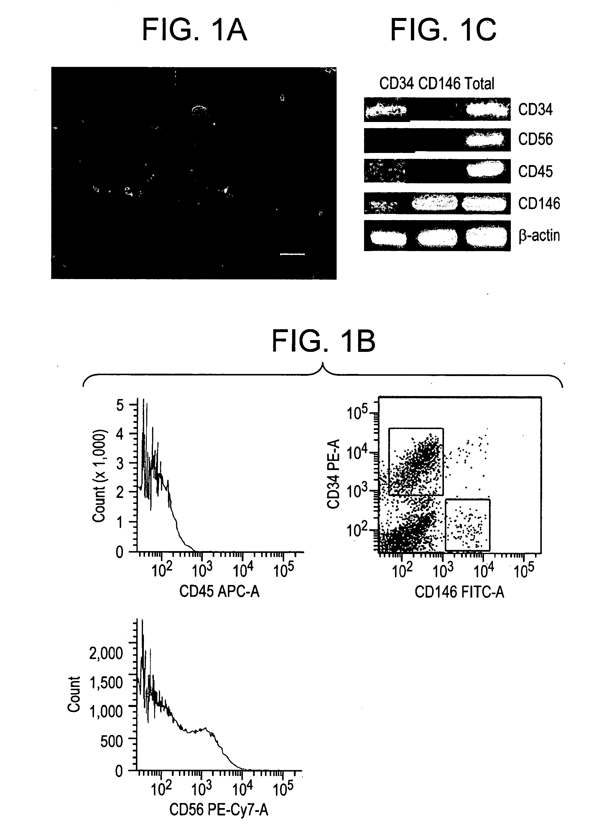 Brown Adipocyte Progenitors in Human Skeletal Muscle