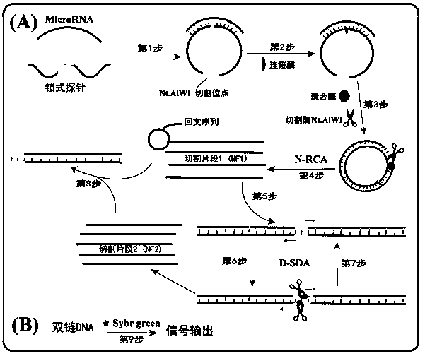 Method for detecting tumor biomarker by using palindrome lock-type probe