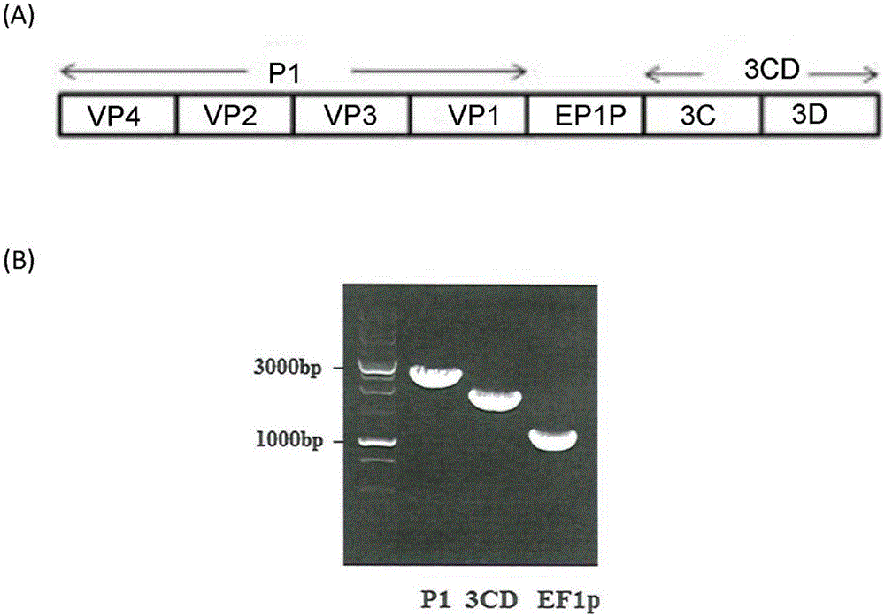 Adenoviral vector-based vaccine against enterovirus infection