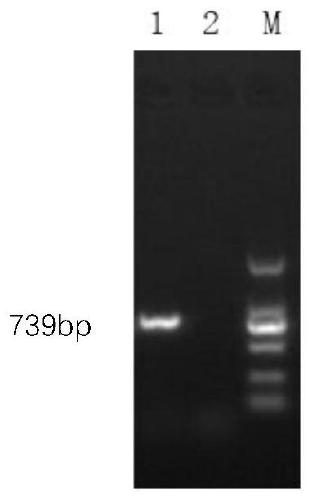 Duck adenovirus type-3 virus strain and yolk antibody preparation and application thereof