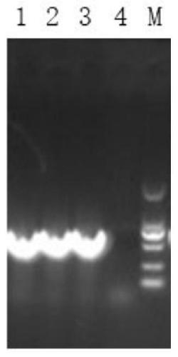 Duck adenovirus type-3 virus strain and yolk antibody preparation and application thereof