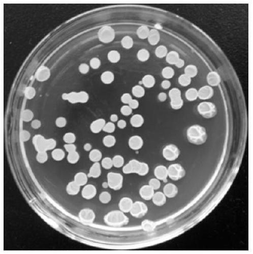 A high-efficiency Bacillus amyloliquefaciens and its agent and application