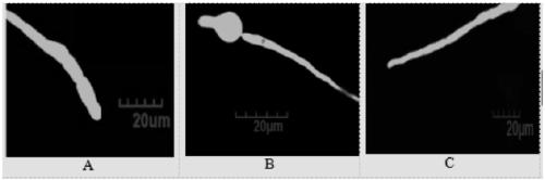 A high-efficiency Bacillus amyloliquefaciens and its agent and application