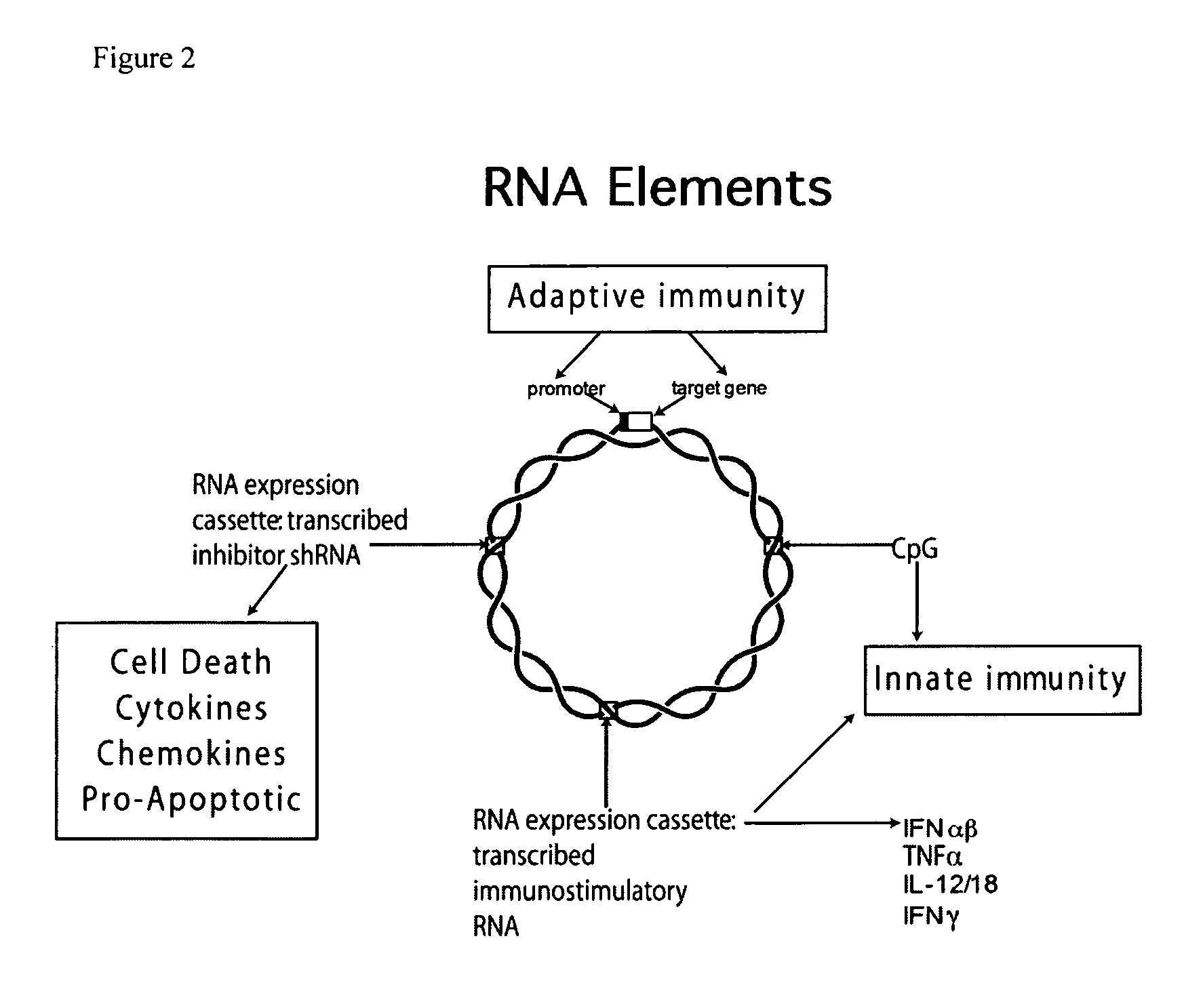 Vectors and method for genetic immunization