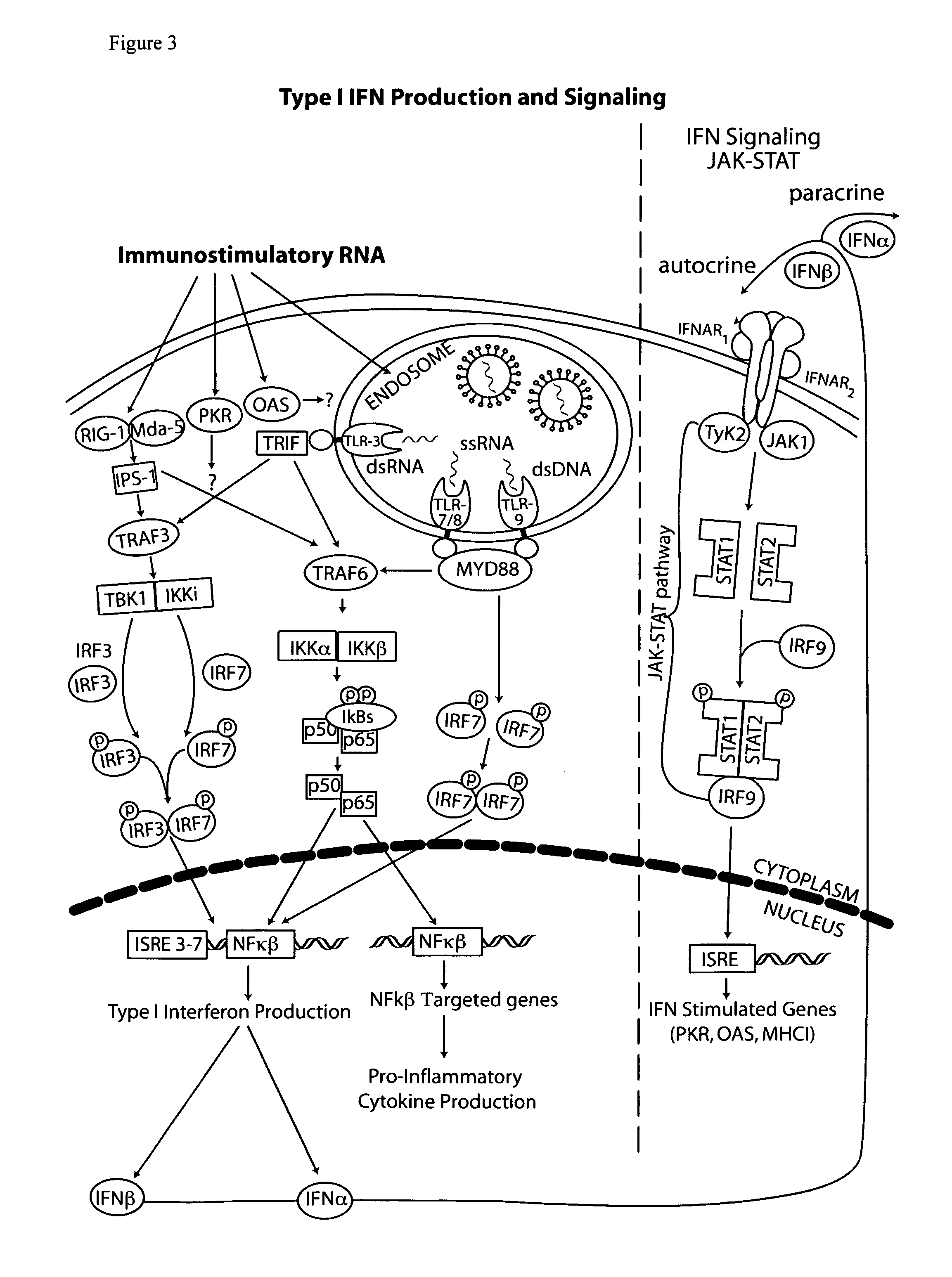 Vectors and method for genetic immunization